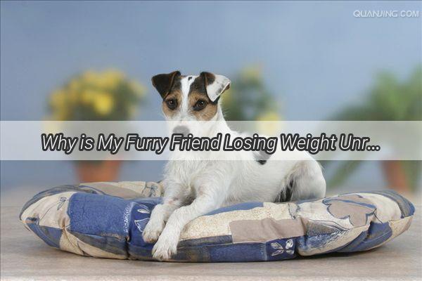 Why is My Furry Friend Losing Weight Unraveling the Mystery of a Slimmer Canine Companion